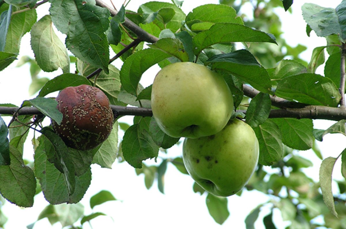 Гниль яблони. Плодовая гниль яблони. Монилиоз яблони. Сажистый грибок на яблоне. Яблочная гниль на яблонях.