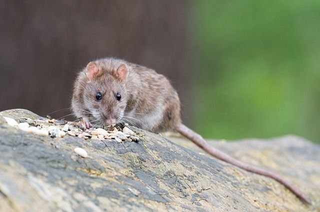 В Перми особо охраняемую природную территорию оккупировали крысы