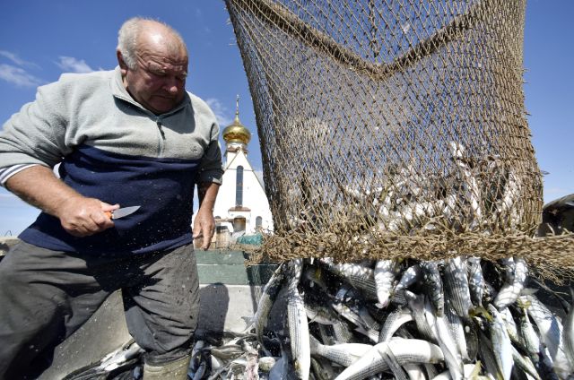 Рыбак высыпает рыбу из сетей, пойманную в Черном море у мыса Тарханкут в Крыму (Россия).