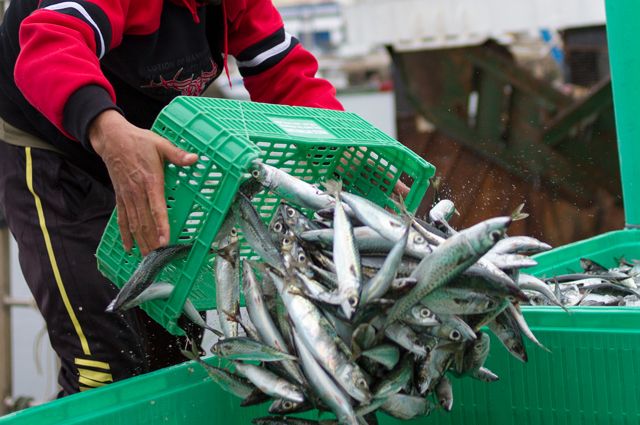 Без рыбы. Квоту на промышленный вылов на Таймыре могут отменить