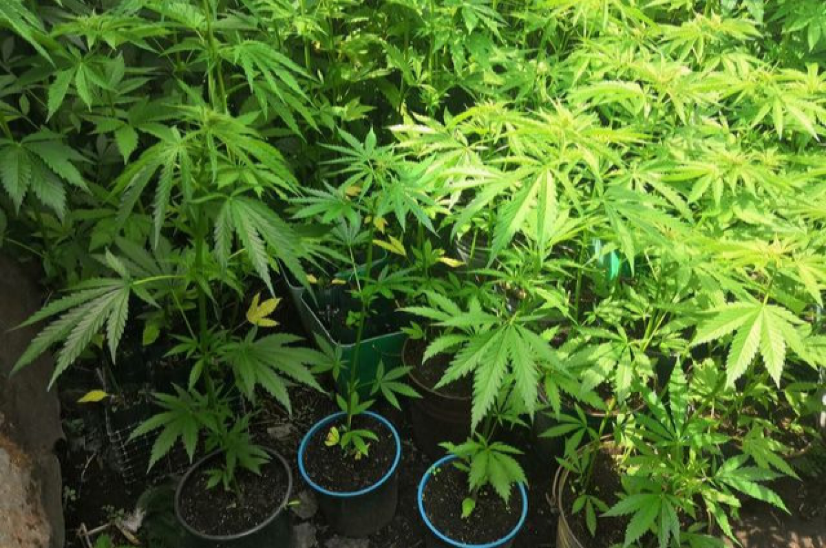 Ук рф марихуана выращивание кустов трихомы созревание конопли