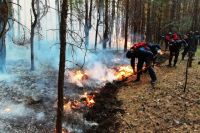 Крупный пожар в Бузулукском бору, уничтоживший 850 га леса, ликвидирован.