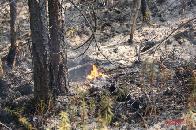 После лесных пожаров в Свердловской области возбуждено 3 уголовных дела