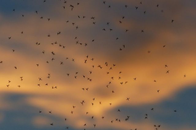 Жители Таганрога рассказывают о масштабном нашествии зеленых комаров