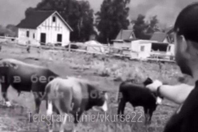 Житель Новосибирска устроил стрельбу из пистолета по коровам на Алтае