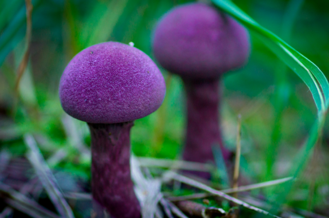 В Новосибирской области был найден необычный краснокнижный гриб