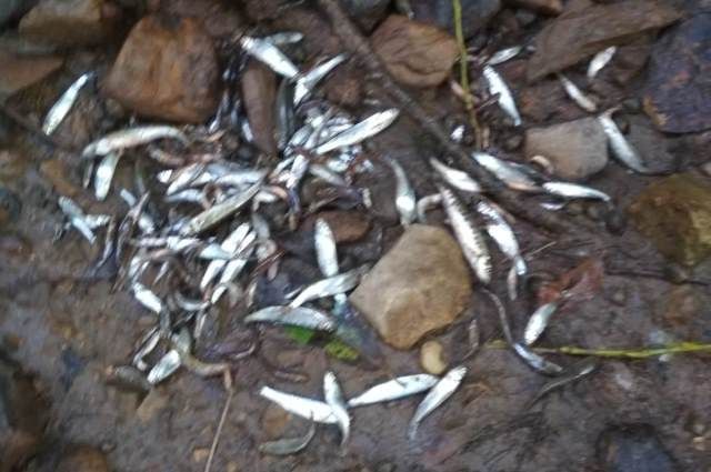 В Минэкологии РТ назвали причину пересыхания речки Киндерки и гибели рыбы