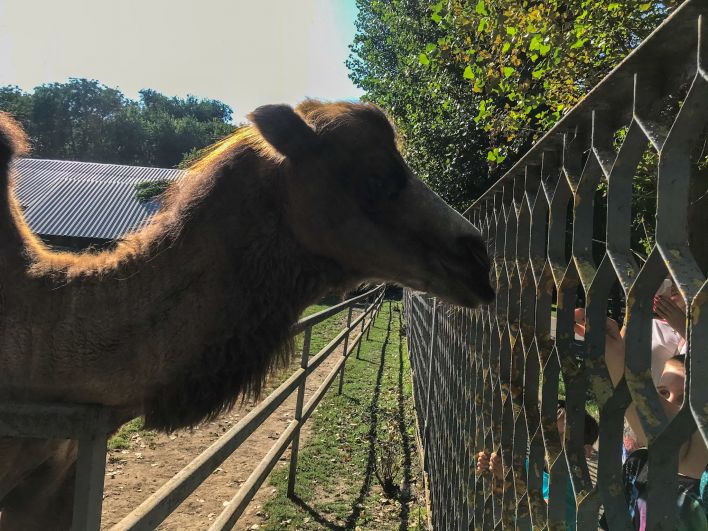 В ростовском зоопарке живёт очень дружелюбный верблюд. Кажется, ему очень нравится, когда его поглаживают посетители. 