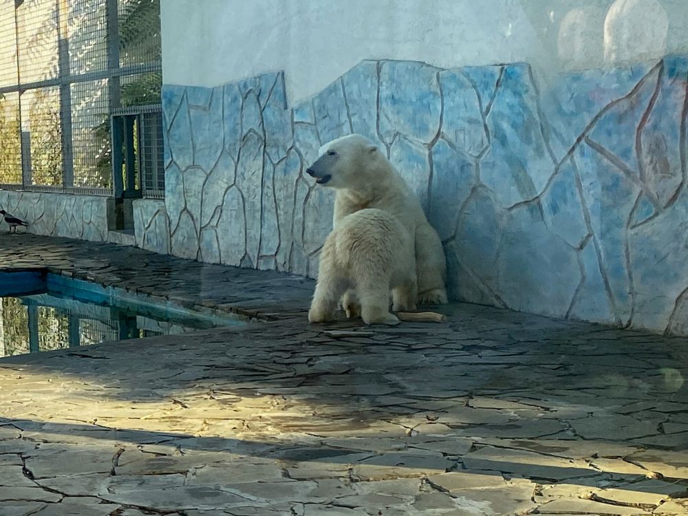А наигравшись побежала подкрепиться к маме-медведице.