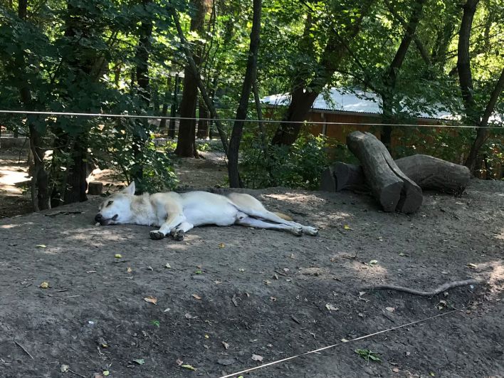 В зоопарке также можно встретить вот такого спящего красавца-волка.  