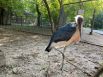 В зоопарке можно встретить очень много необыкновенных птиц.