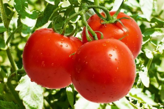 В Брянской области на полигоне ТКО утилизировали 6 тонн томатов
