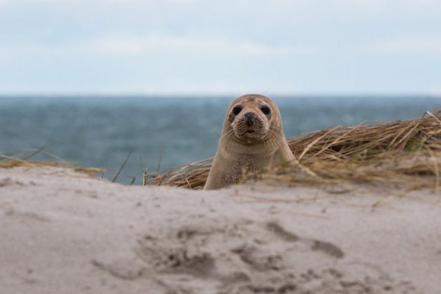 В Избербаше вынесли приговор браконьерам за незаконную добычу тюленей