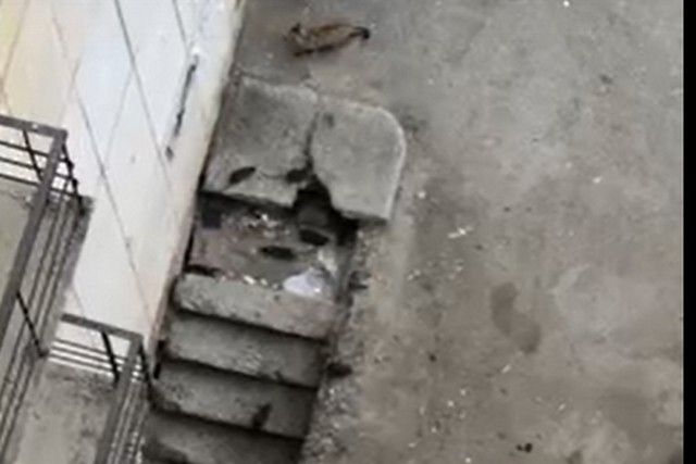 Жительница Миасса пожаловалась на общежитие, кишащее крысами