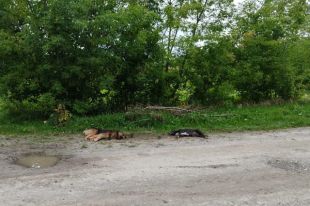 Под Луцком мужчина из ружья застрелил двух соседских собак