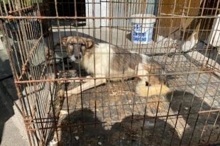 Подпольный приют: под Киевом женщина содержала в квартире 69 животных
