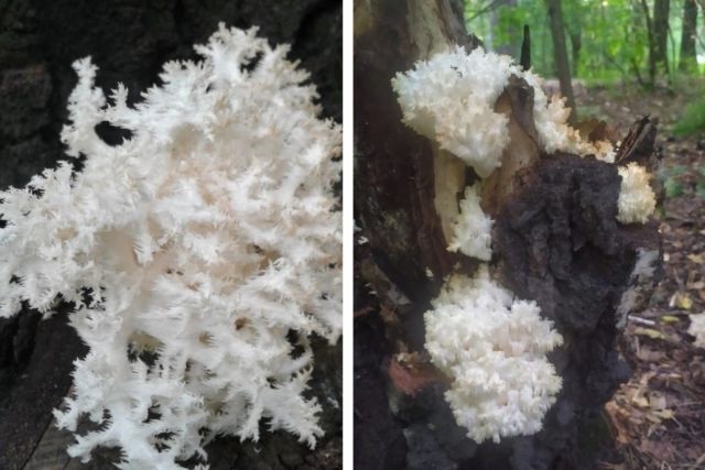 Жительница Новосибирска нашла в лесу краснокнижные коралловые грибы