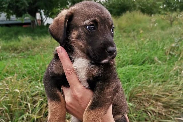 В Ставрополе владельцы забрали обратно выброшенных щенков после огласки