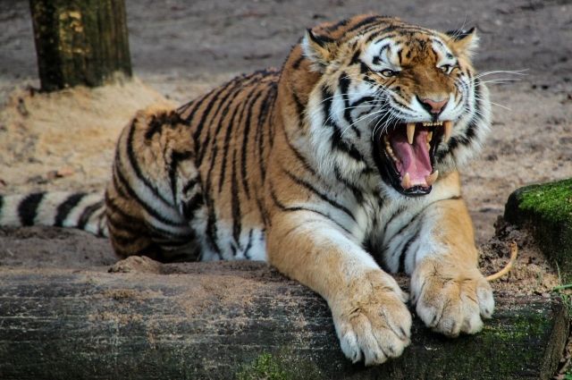 В Хабаровском крае тигр убивает собак