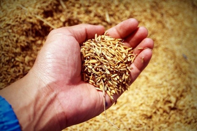 Большая часть зерна ушла на экспорт в Монголию.