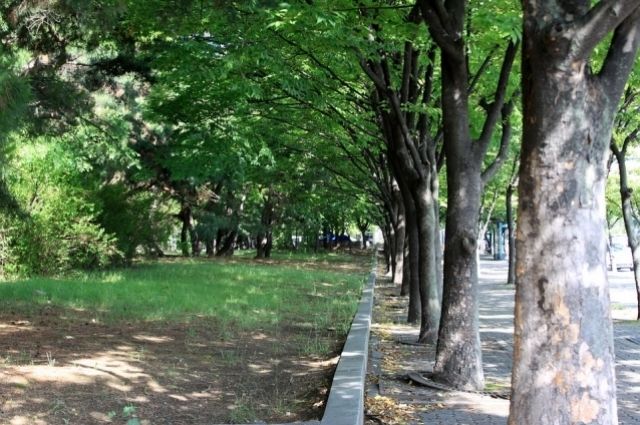 На озеленение парка аттракционов в Омске выделили больше 27 миллионов