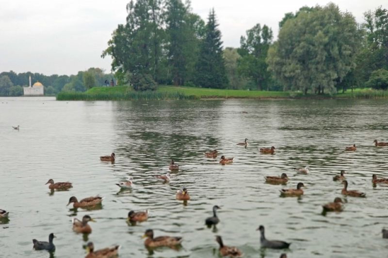 Пруд в центре Екатерининского парка - самый крупный из водоемов города Пушкина (около 16 га). Был вырыт в начале XVIII века и заполнен водой из когда-то протекавшего здесь ручья Вангази.