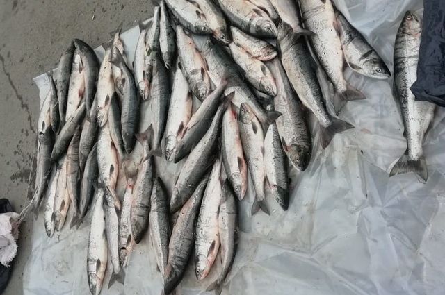 274 кг незаконной добычи изъяли инспекторы рыбоохраны на Камчатке