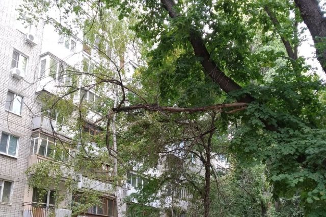 Чиновники спилят сухие деревья в центре Саратова