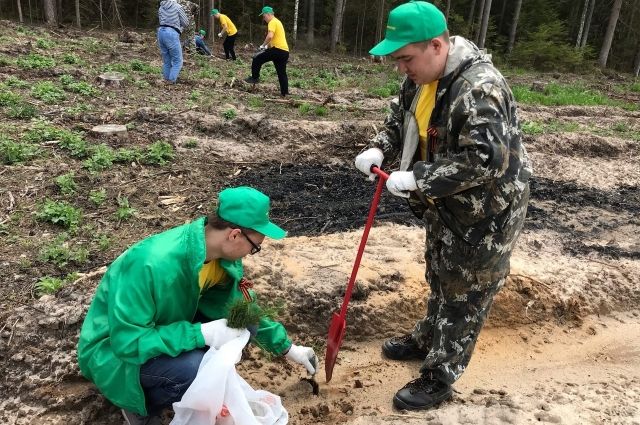 За два года во Владимирской области высадили 1,5 млн новых деревьев