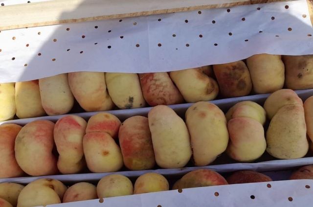 Около 9 тонн персиков прибыли из Кыргызстана.