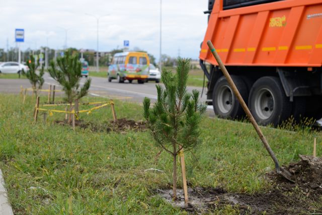 В Майкопе высадили 50 крымских сосен