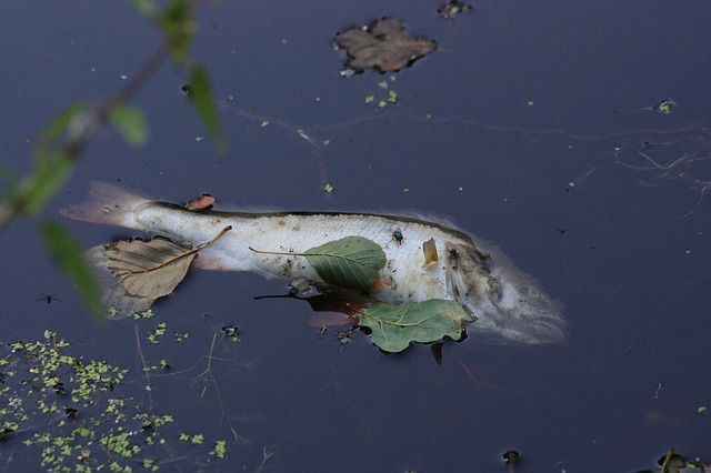 Рыбаки сообщили, что нашли мёртвую рыбу в зоне экологического ЧП в Прикамье