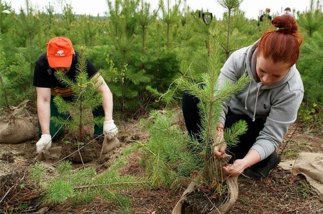 В лесах Кубани провели агротехнические работы на площади 485 га