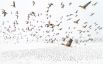 Гран-при конкурса и титул фотографа года завоевал Терье Колаас (Terje Kolaas) за фото короткоклювых гуменников, прилетевших в зиму вместо весны. Снимок сделан в Норвегии