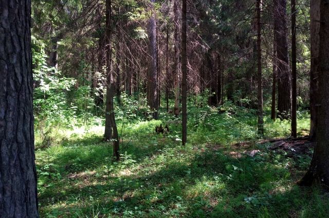 В лесу в Гаврилов-Ямском районе потерялась 81-летняя пенсионерка