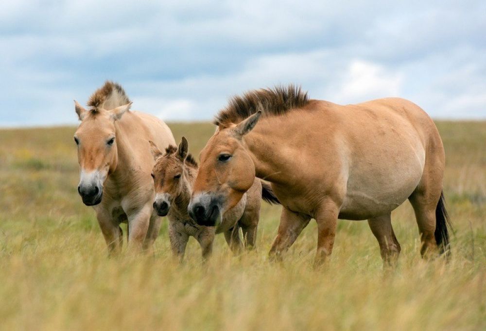 Лошадь Пржевальского (Equus przewalskii). Лошадь Пржевальского отличается от других зверей и тем более не похожа на домашних лошадок. Отличительная черта зверя – наличие большой головы с крупными глазами. У животного небольшие уши. Лошадь Пржевальского обитала в степях Урала и на высокогорным плато с доступными водопоями