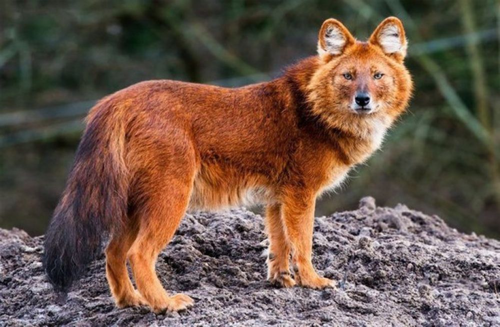 Красный волк (Cuon alpinus). Идеальное место для красного волка – ущелья и территория возле скал. В России обитал в центральных азиатских районах - в пустынных и степных местностях. Встречался на Алтае. Экологи считают, что красных волков вытеснили более сильные серые. Негативное влияние на популяцию хищных млекопитающих оказало освоение людьми главных мест обитания животных. Неблагоприятным фактором также стало скрещивание хищных особей с домашними собаками