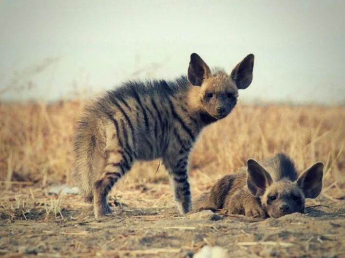 Полосатая гиена (Нyaena hyaena). Полосатые гиены обитали в Закавказье. Последний раз люди встретили взрослую особь в Дагестане в 1953 году