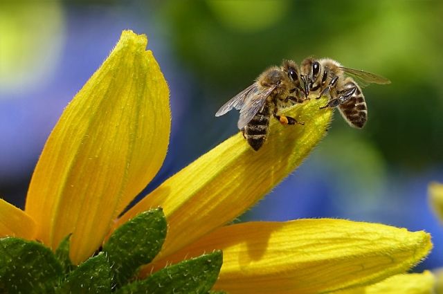 Массовая гибель пчел произошла в Челябинской области из-за обработки полей