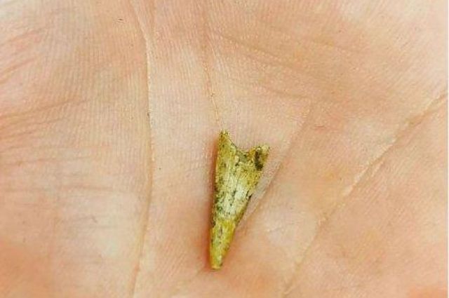 Зуб птерозавра, найденный под Рязанью, передали в Дарвиновский музей