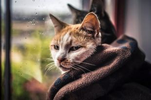 Погода 15 сентября: в некоторых областях пройдет дождь.