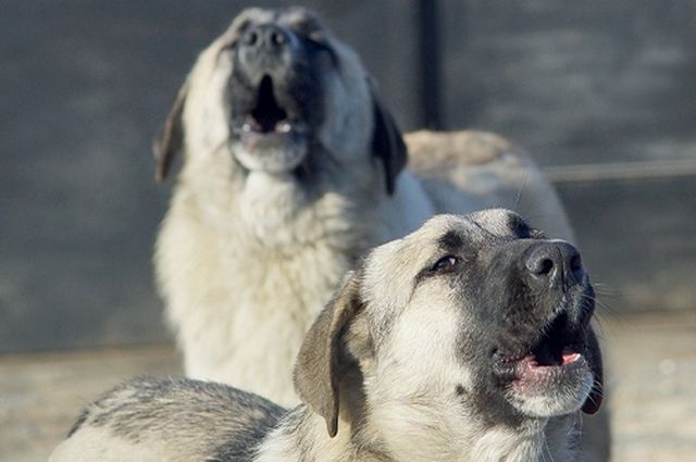 Бездомные собаки – большая проблема для жителей Ростова-на-Дону.