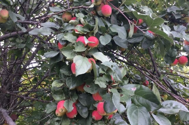 В Новосибирской области массово погибли яблони после хорошего урожая