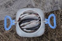 Красноярские учёные выяснили, что разводимый в искусственных условиях хариус не нуждается в подкормке морской рыбой.
