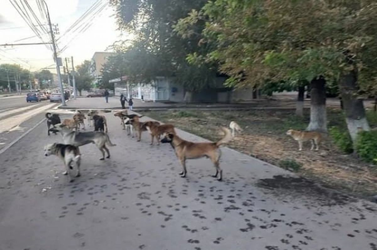 Стерилизация не помогает. Почему в городах СКФО стало больше собачьих стай?  | АиФ Ставрополь