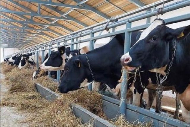 Глава Адыгеи рассказал, как поддерживается молочное животноводство