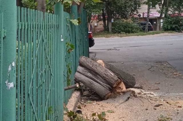 В Нижнем Новгороде в Приокском районе уберут 50 аварийных деревьев
