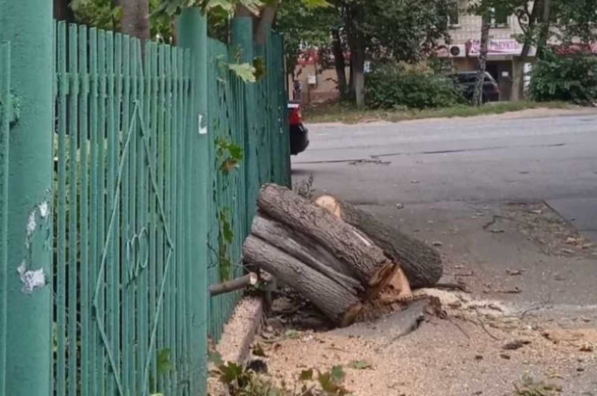 В Нижнем Новгороде в Приокском районе уберут 50 аварийных деревьев | АиФ  Нижний Новгород