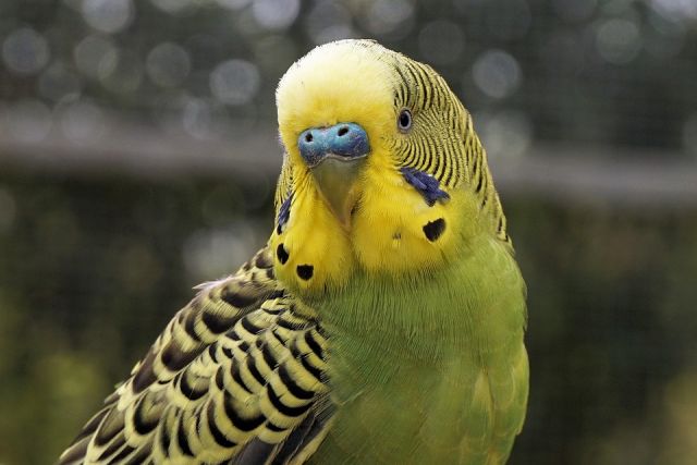 Разбой с попугаями: за птиц мужчина получил пять лет строгого режима