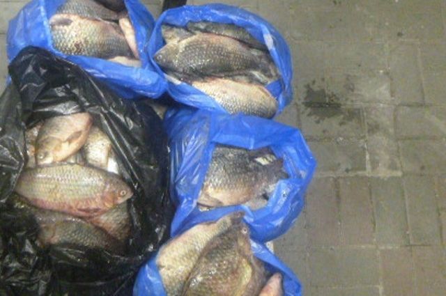 Два жителя Украины пытались вывезти из Ростовской области свыше 100 кг рыбы